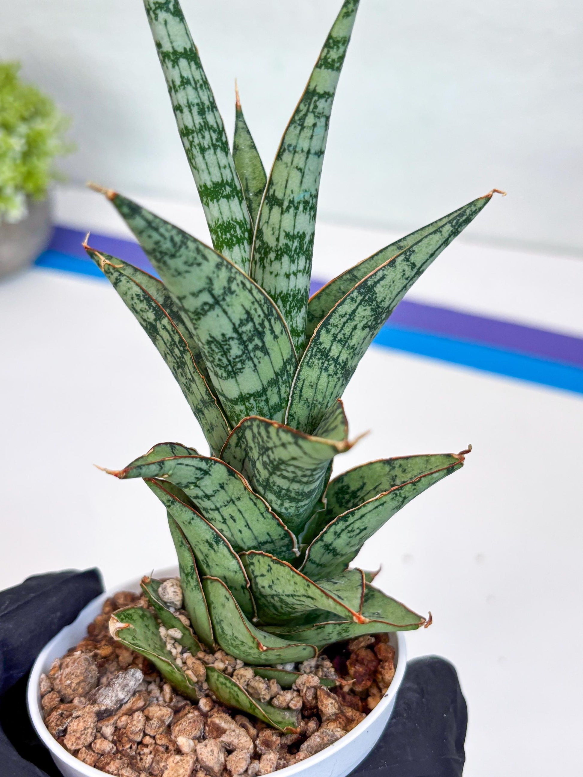 Sansevieria Riyad x spyder (Ha26) (b) | Rare Hybrid Species