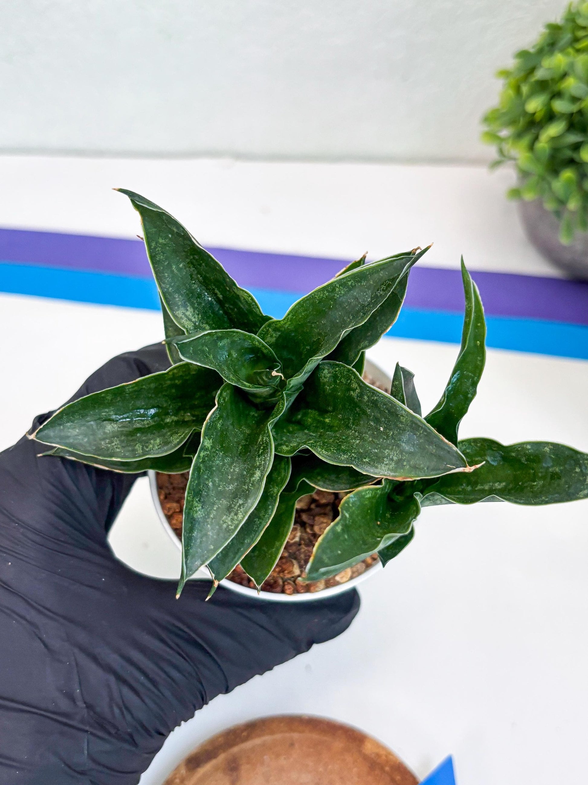 Sansevieria Alabasta (H27) | Imported Snake Plant