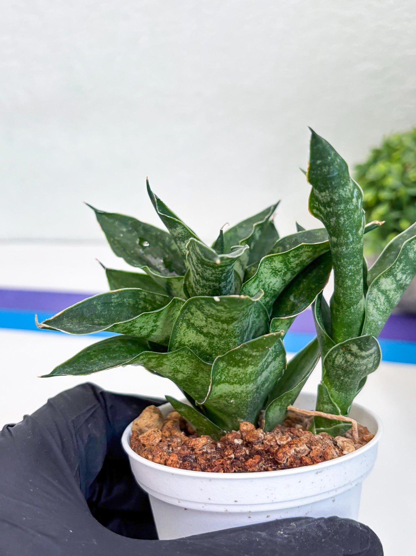 Sansevieria Alabasta (H27) | Imported Snake Plant