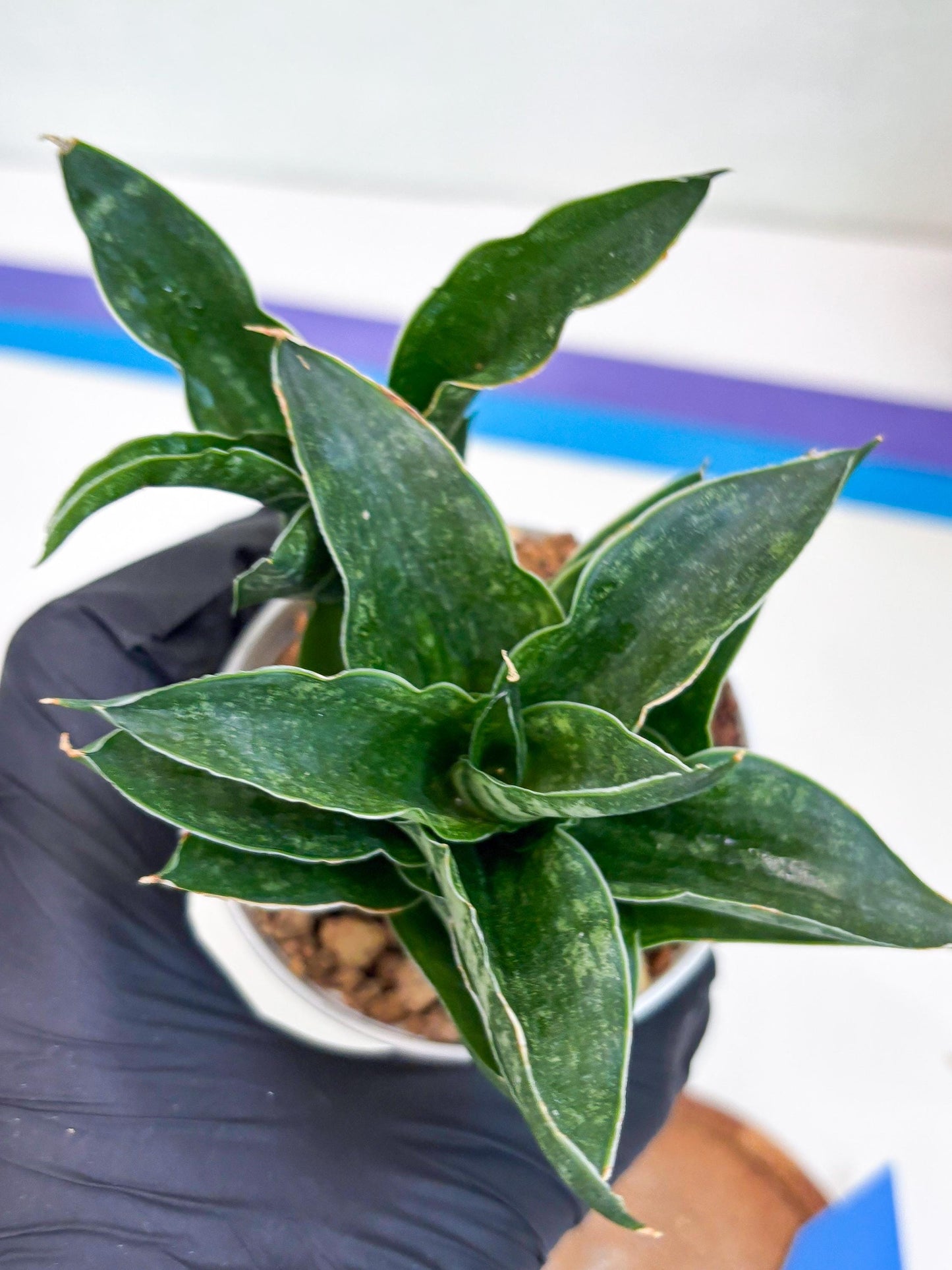 Sansevieria Alabasta (H27) | Imported Snake Plant