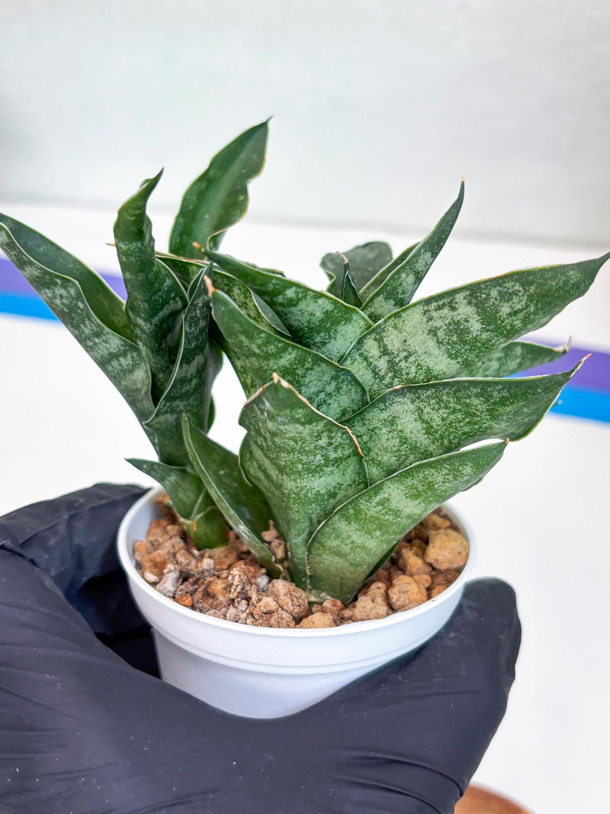 Sansevieria Alabasta (H27) | Imported Snake Plant