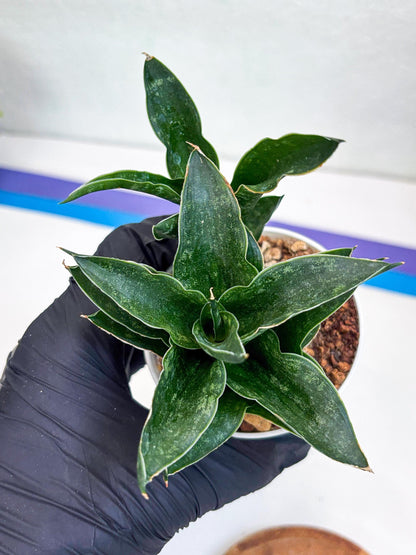 Sansevieria Alabasta (H27) | Imported Snake Plant