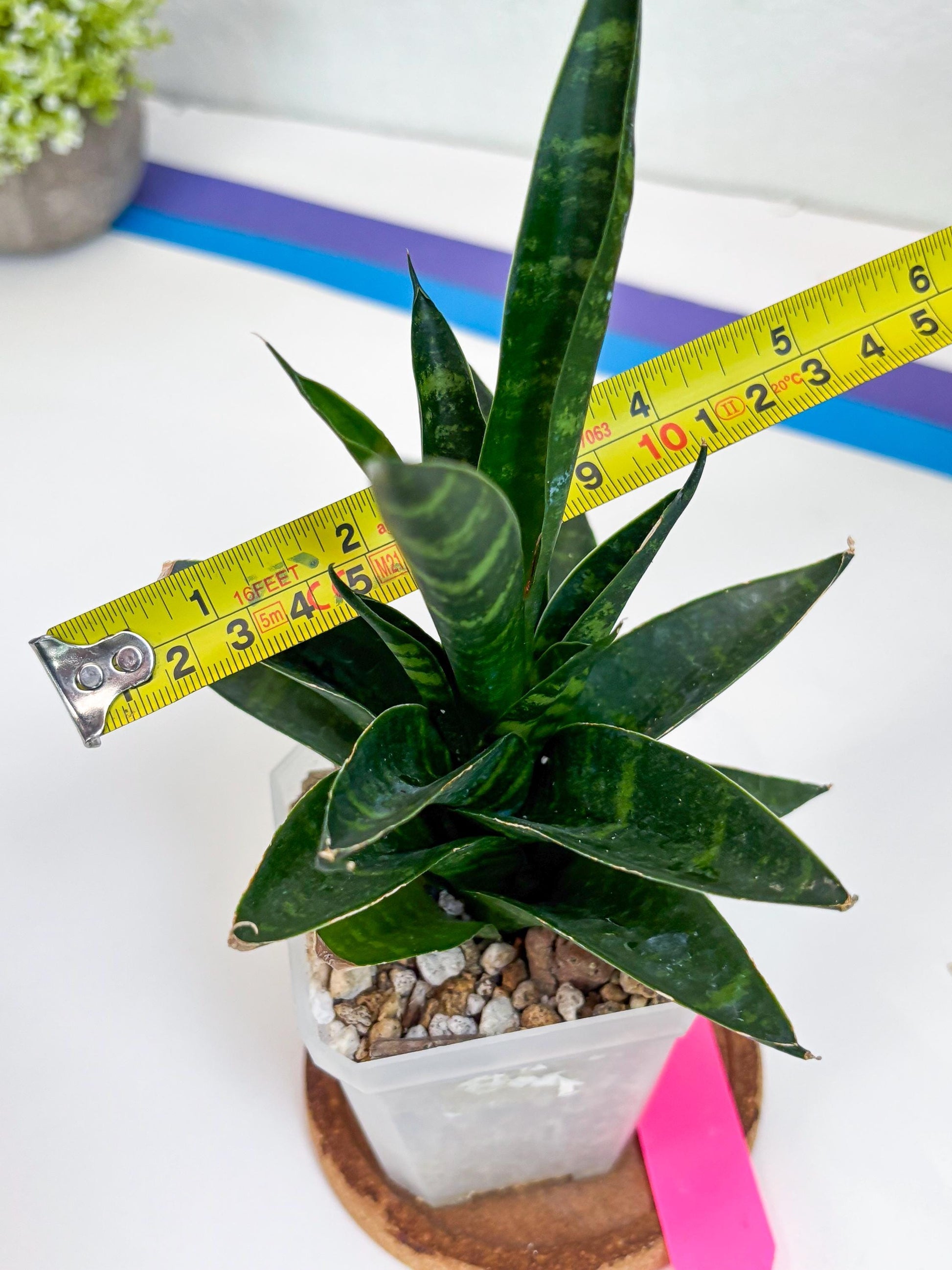Sansevieria Conan (H27) | Imported Hybrids