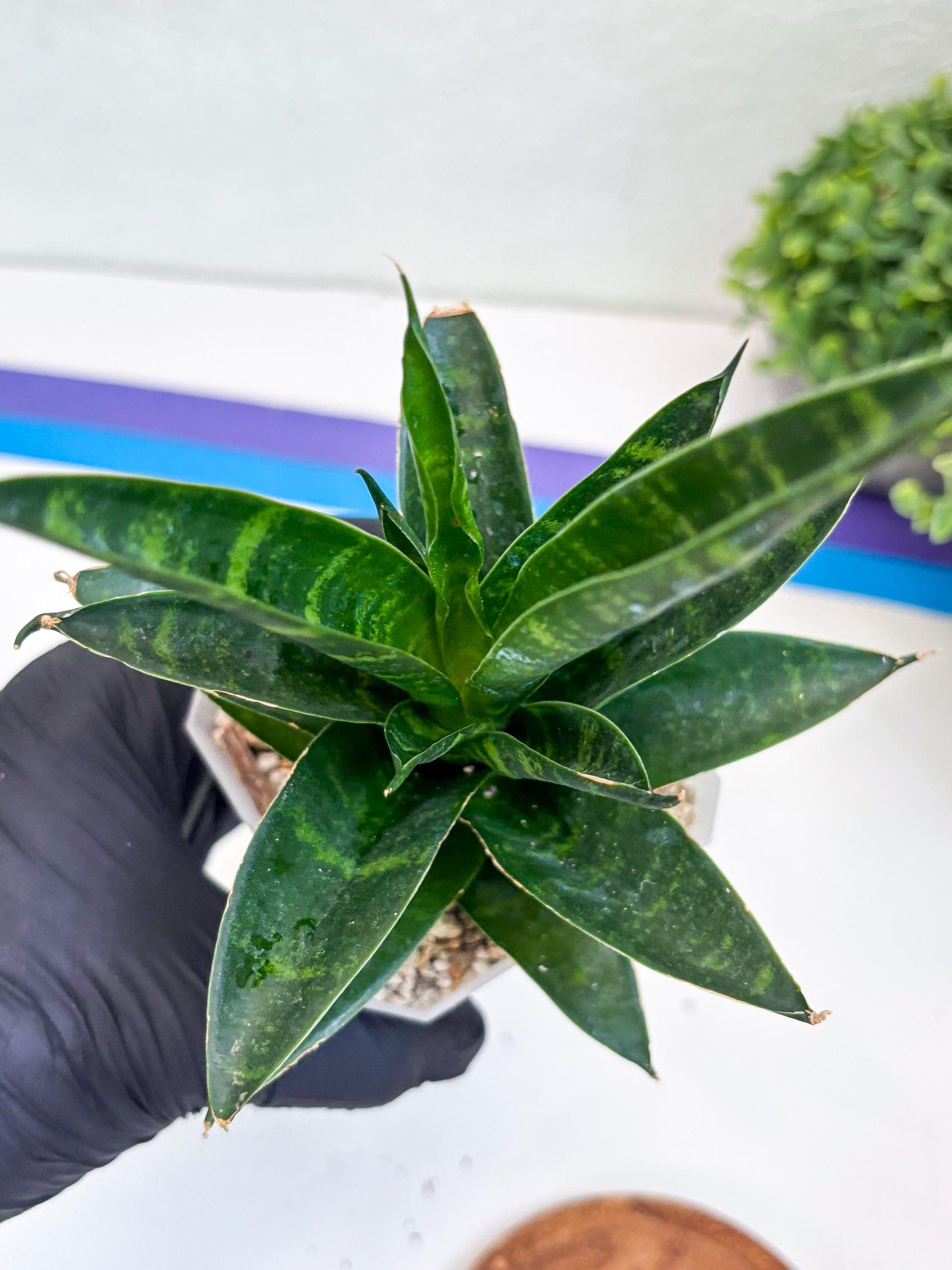 Sansevieria Conan (H27) | Imported Hybrids