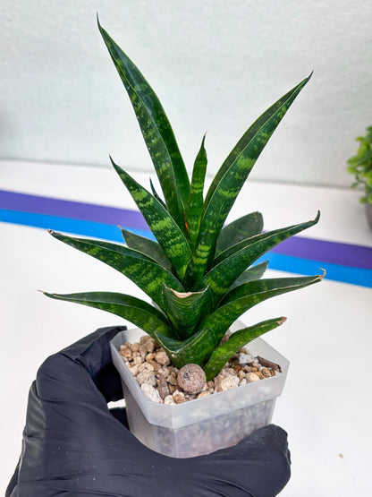 Sansevieria Conan (H27) | Imported Hybrids