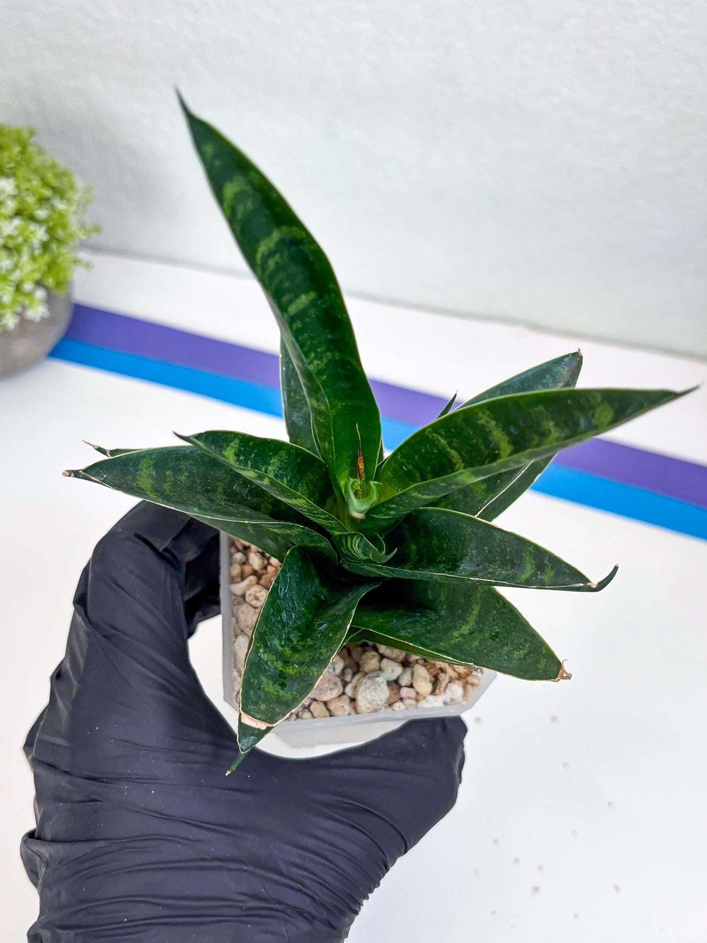 Sansevieria Conan (H27) | Imported Hybrids