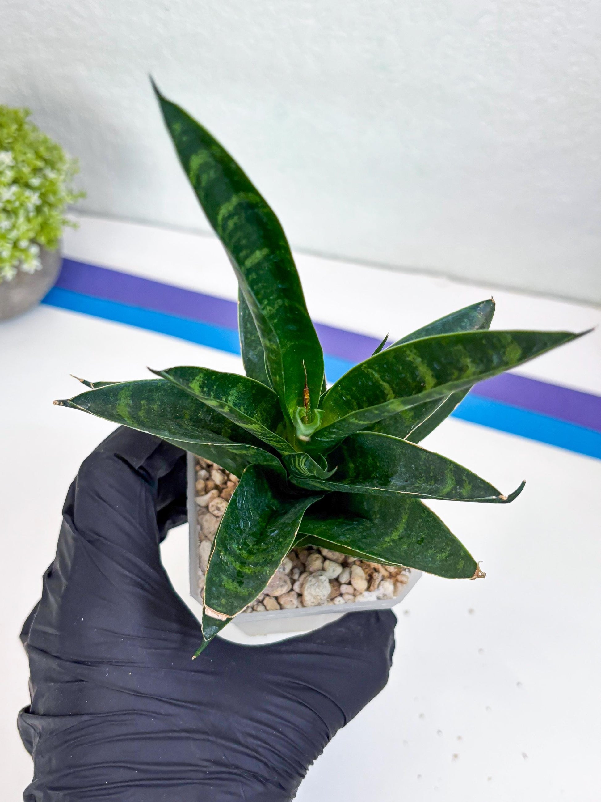 Sansevieria Conan (H27) | Imported Hybrids