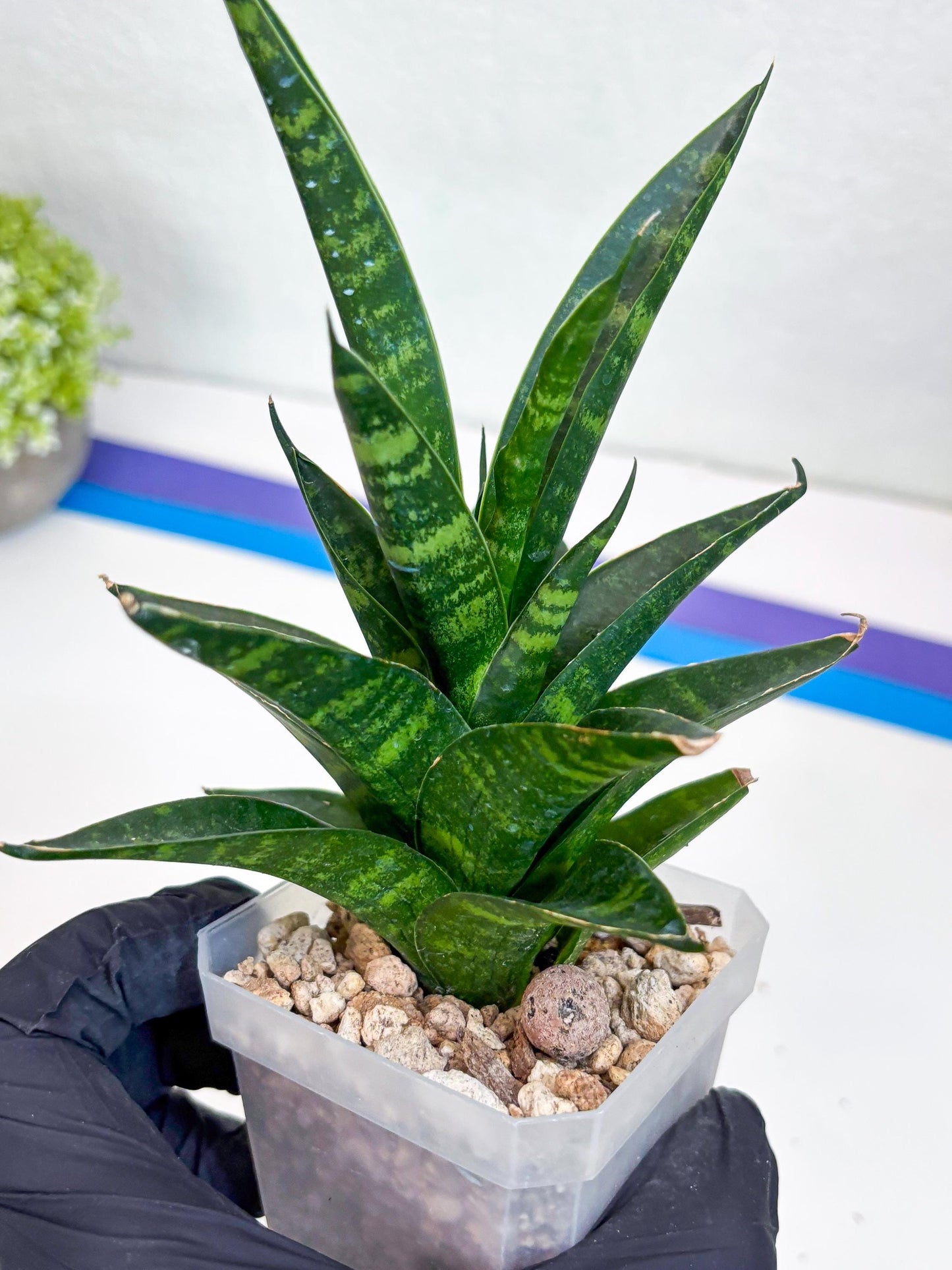 Sansevieria Conan (H27) | Imported Hybrids