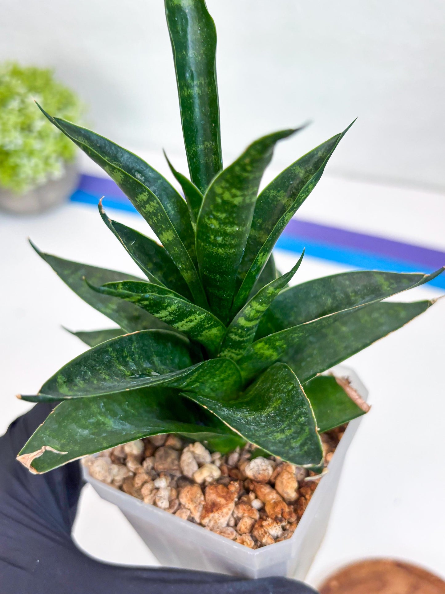 Sansevieria Conan (Ha27) (y) | Imported Hybrids