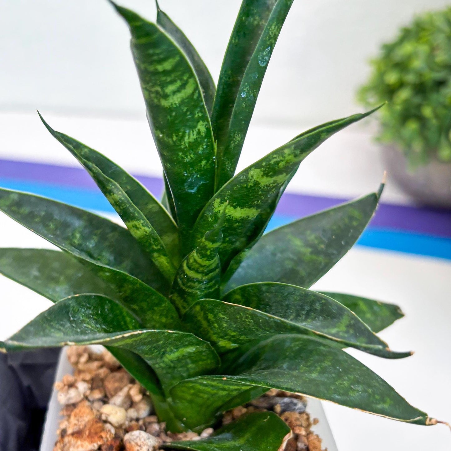 Sansevieria Conan (Ha27) (y) | Imported Hybrids