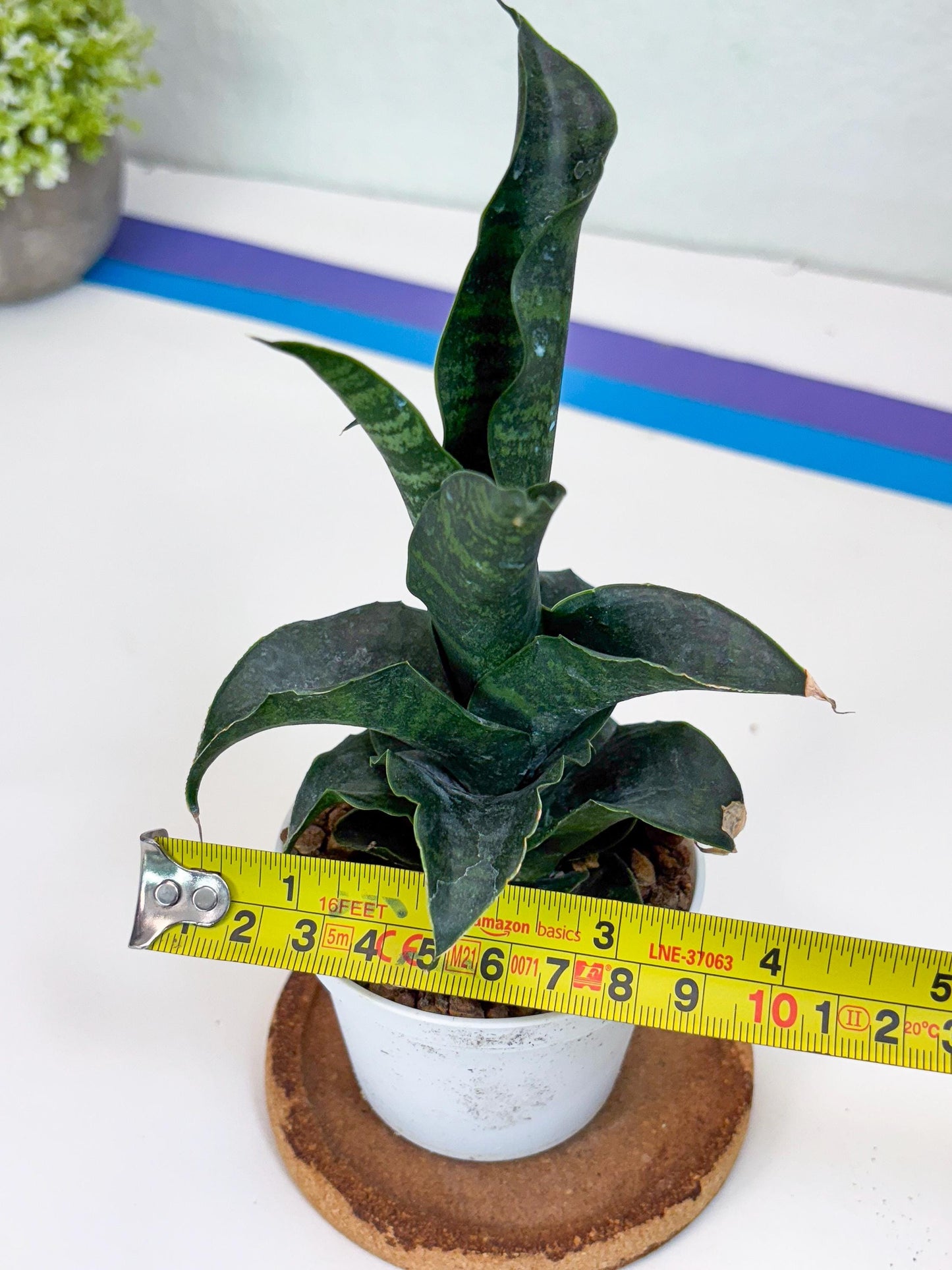 Sansevieria Mbois (H30) | Imported Snake Plant