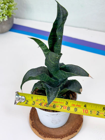 Sansevieria Mbois (H30) | Imported Snake Plant