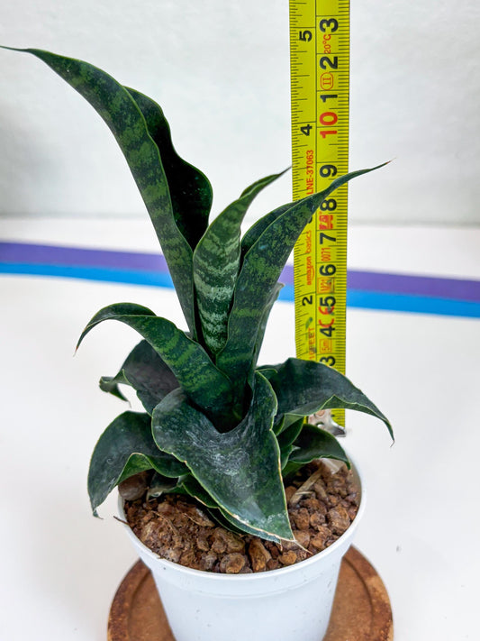 Sansevieria Mbois (H30) | Imported Snake Plant