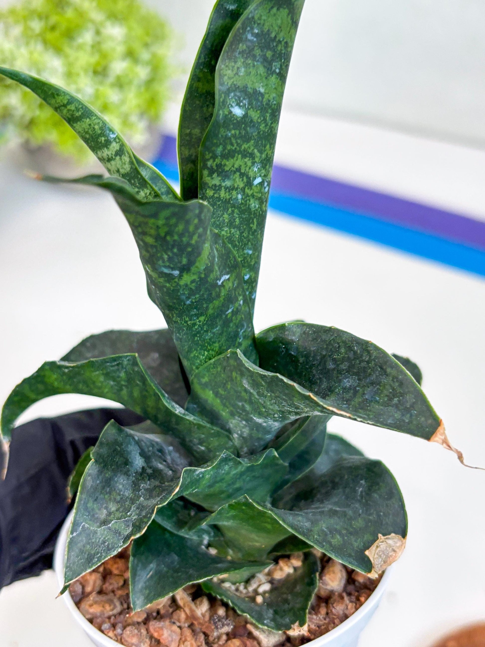 Sansevieria Mbois (H30) | Imported Snake Plant