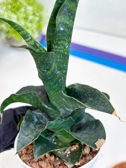 Sansevieria Mbois (H30) | Imported Snake Plant