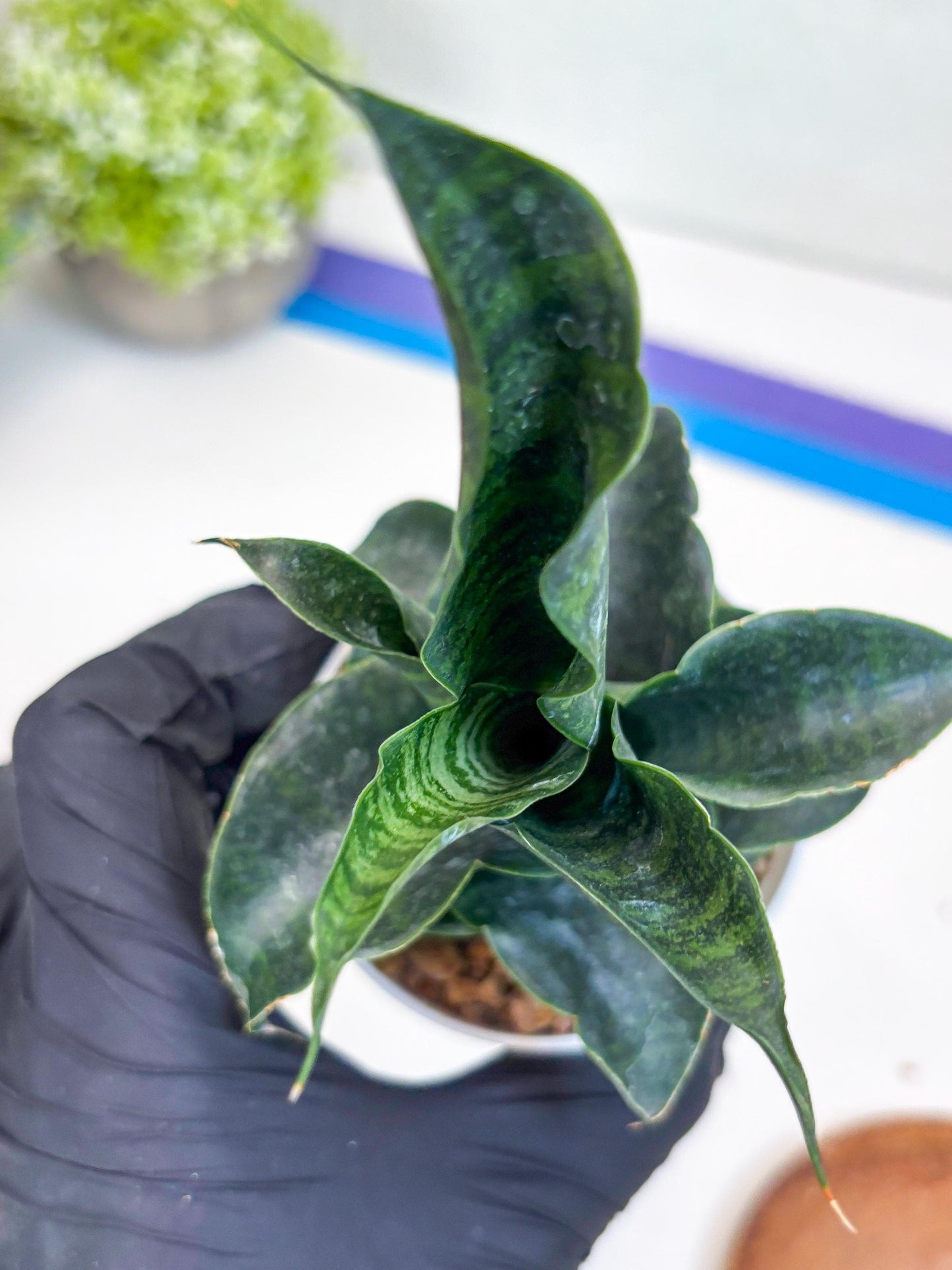 Sansevieria Mbois (H30) | Imported Snake Plant