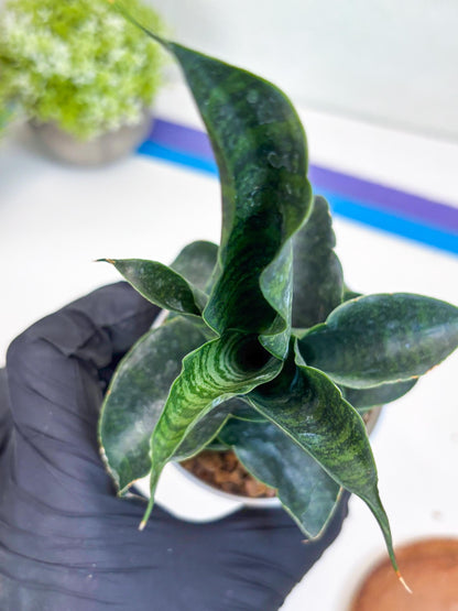 Sansevieria Mbois (H30) | Imported Snake Plant