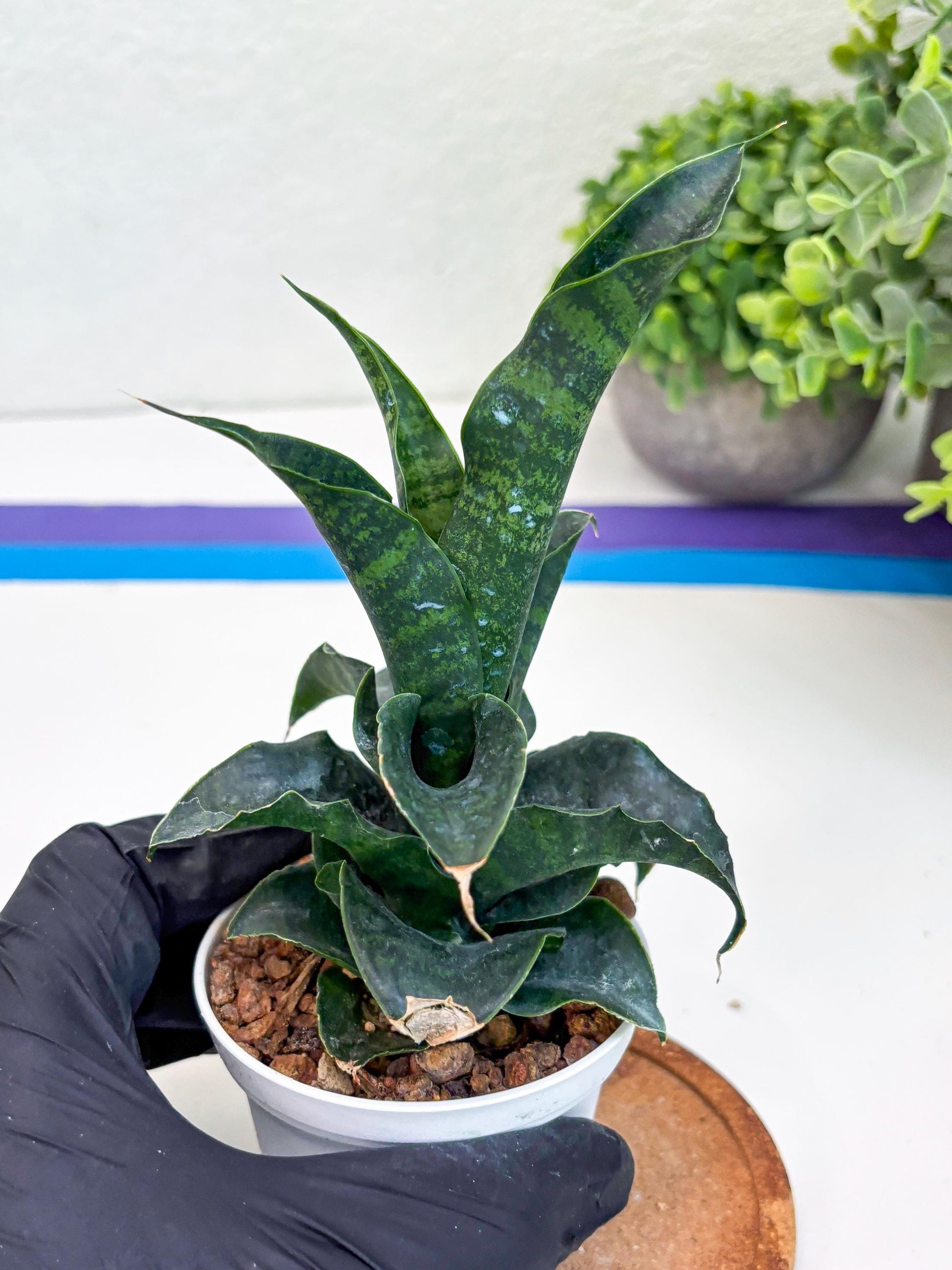 Sansevieria Mbois (H30) | Imported Snake Plant