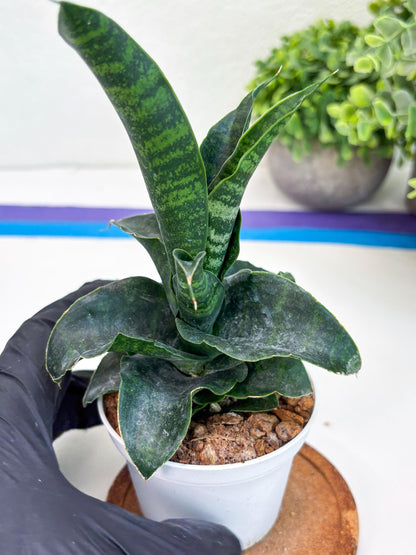 Sansevieria Mbois (H30) | Imported Snake Plant