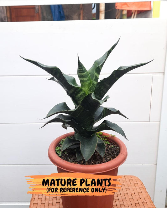 Sansevieria Mbois (Ha2) (9) | Rare hybrid Snake Plant