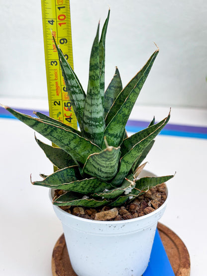 Sansevieria Sweet Celery (H31) | Imported Plants