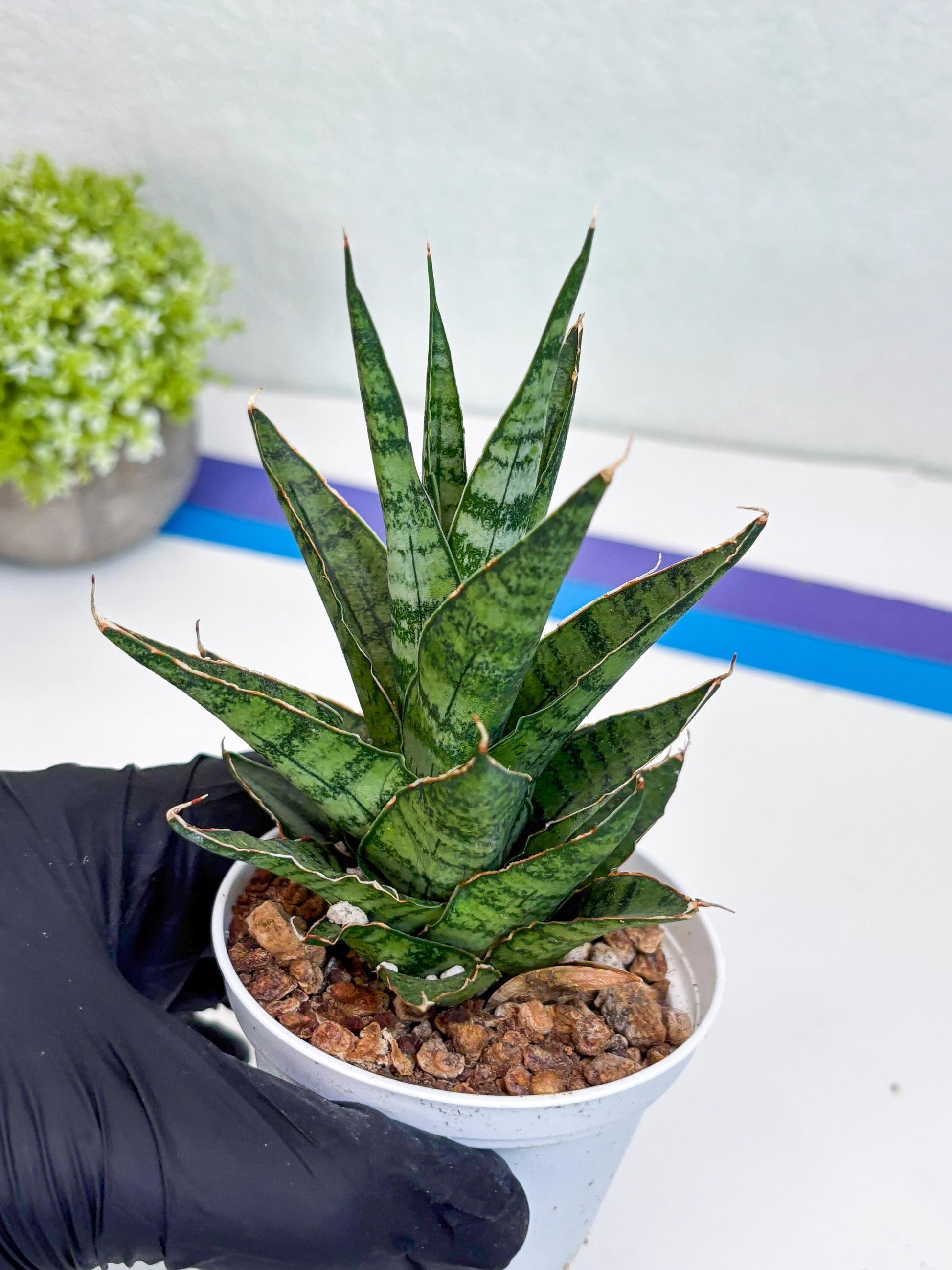 Sansevieria Sweet Celery (H31) | Imported Plants