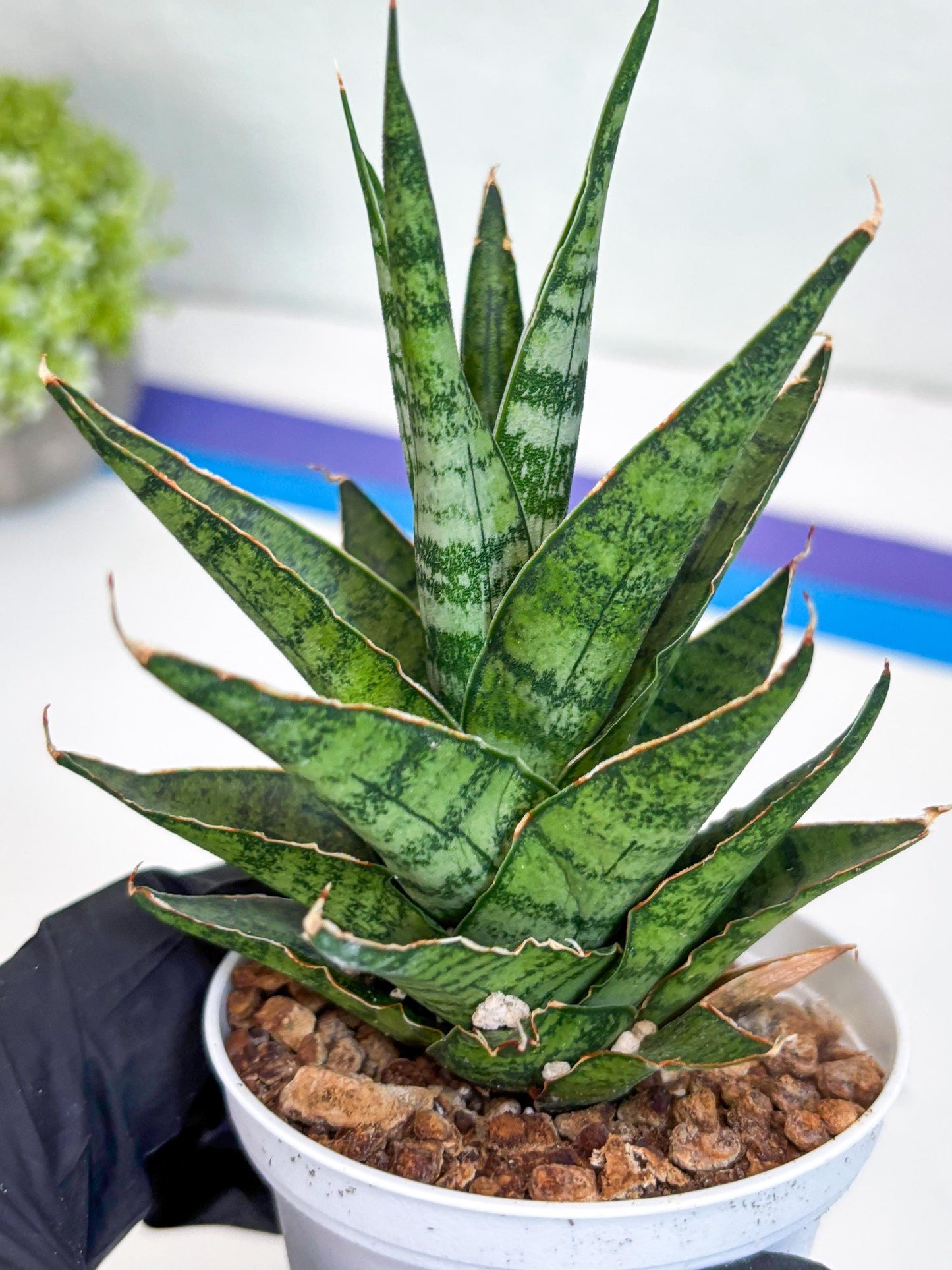 Sansevieria Sweet Celery (H31) | Imported Plants