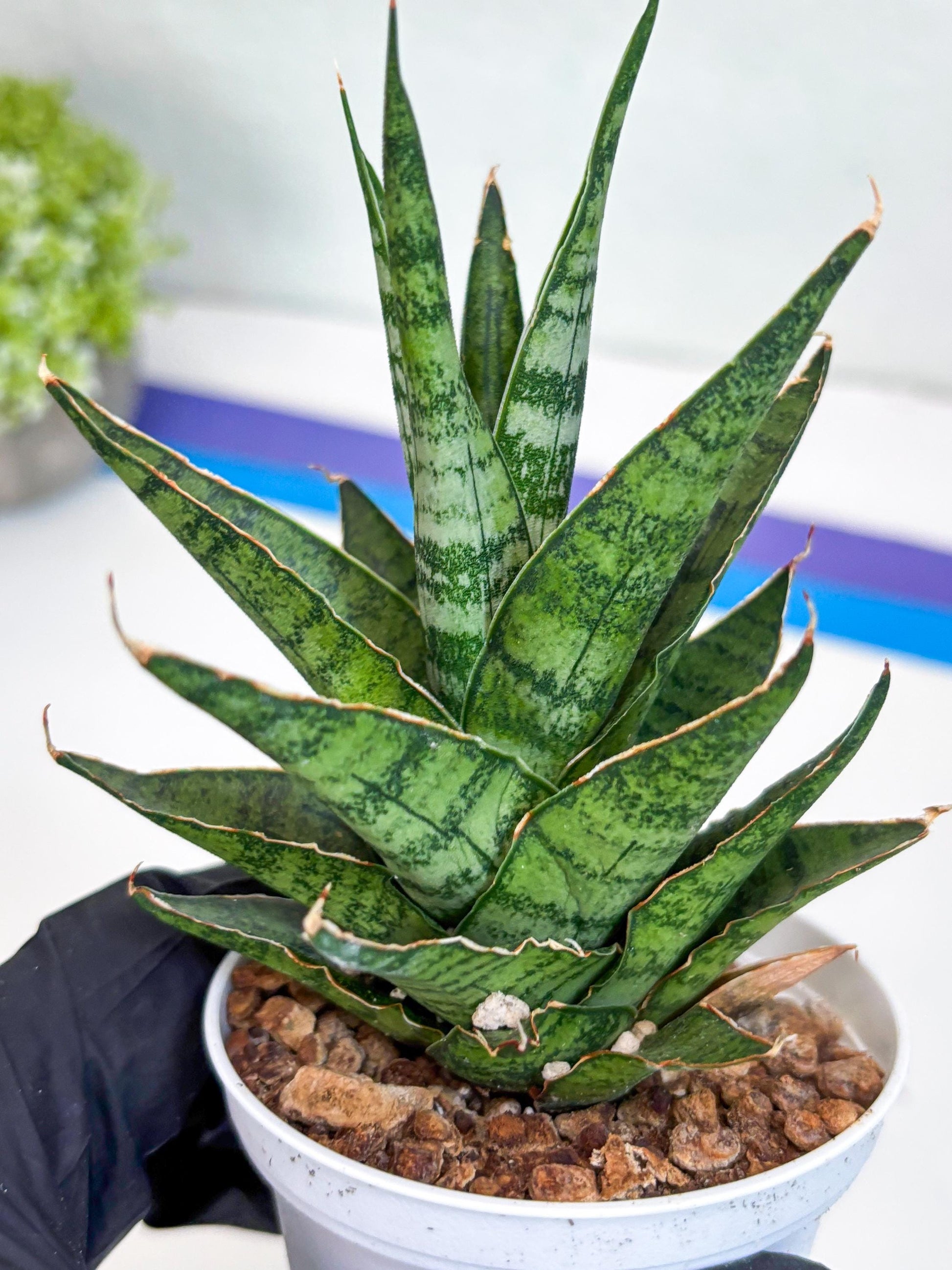 Sansevieria Sweet Celery (H31) | Imported Plants