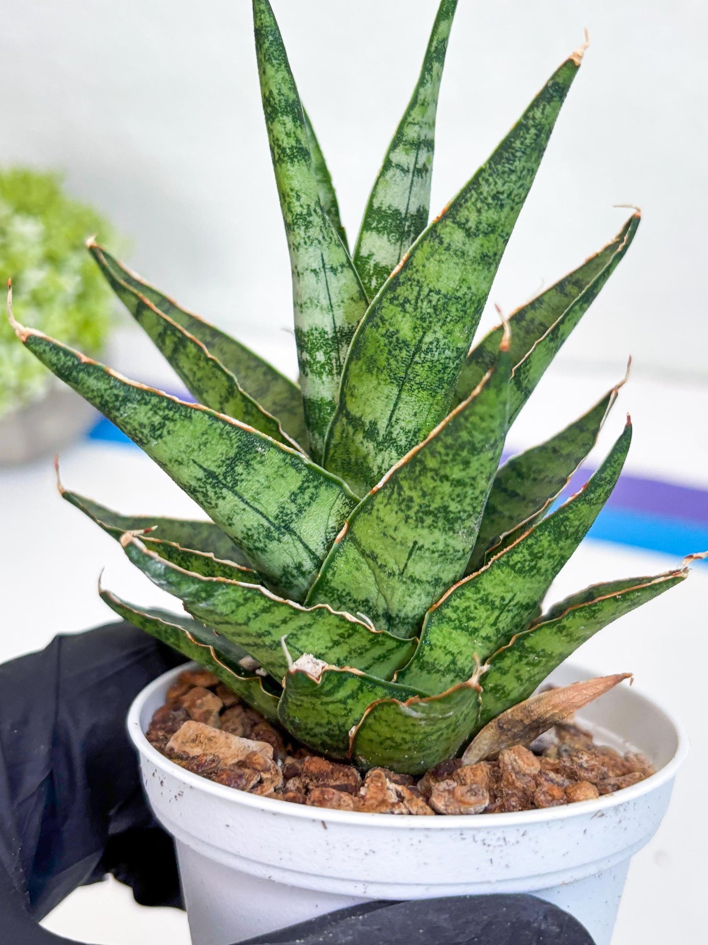 Sansevieria Sweet Celery (H31) | Imported Plants