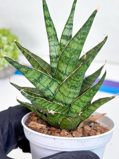 Sansevieria Sweet Celery (H31) | Imported Plants