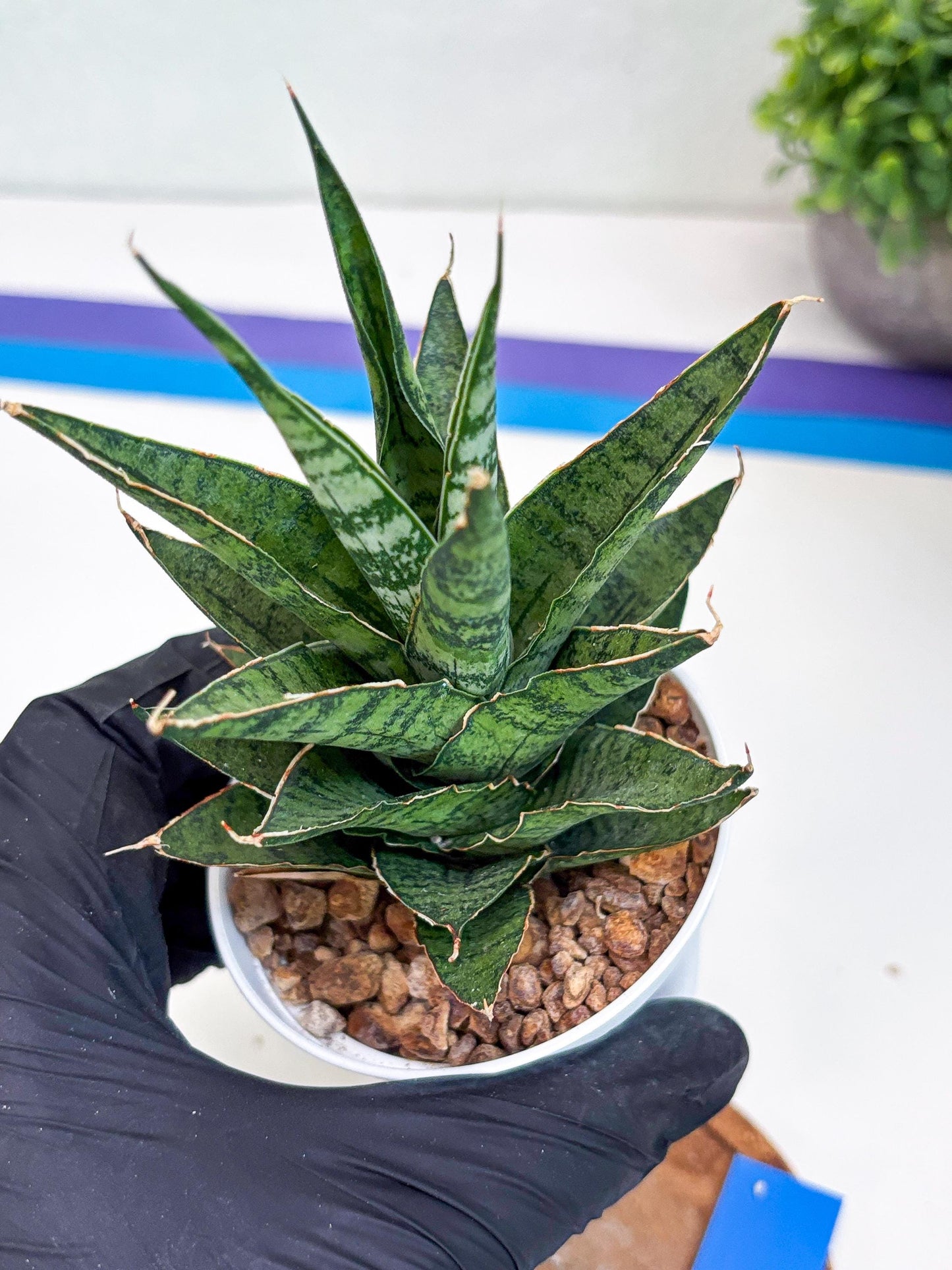 Sansevieria Sweet Celery (H31) | Imported Plants