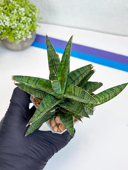 Sansevieria Sweet Celery (Ha31) (p) | Imported Plants