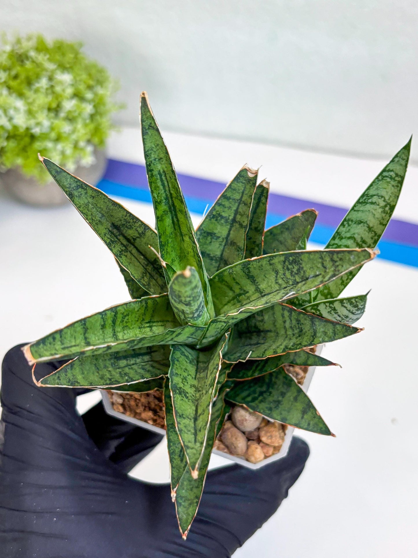 Sansevieria Sweet Celery (Ha31) (p) | Imported Plants