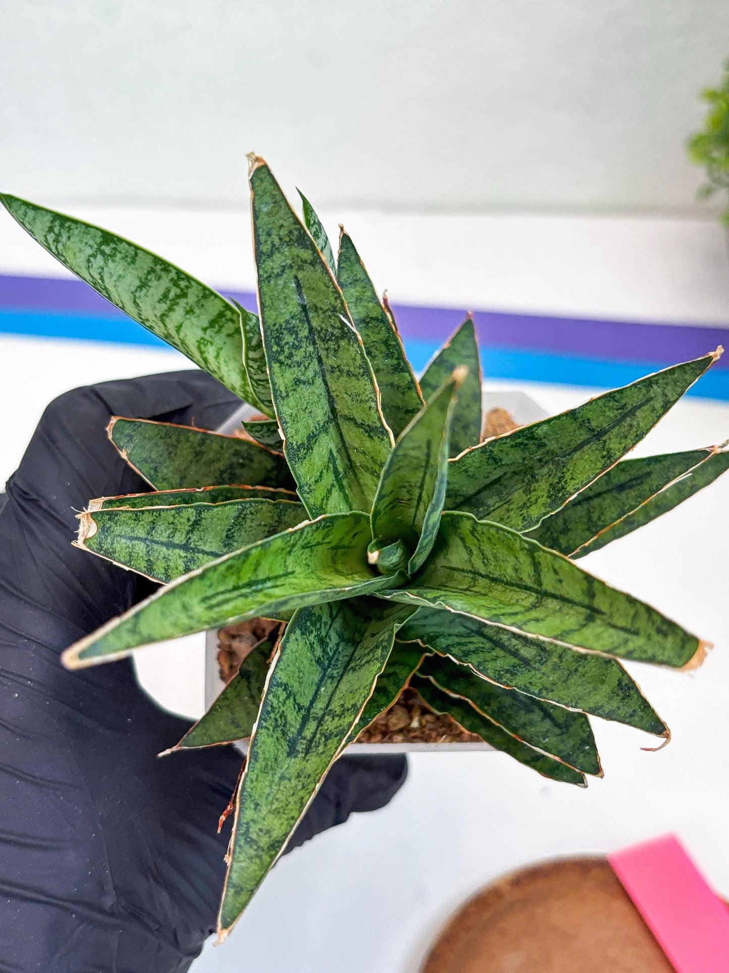 Sansevieria Sweet Celery (Ha31) (p) | Imported Plants