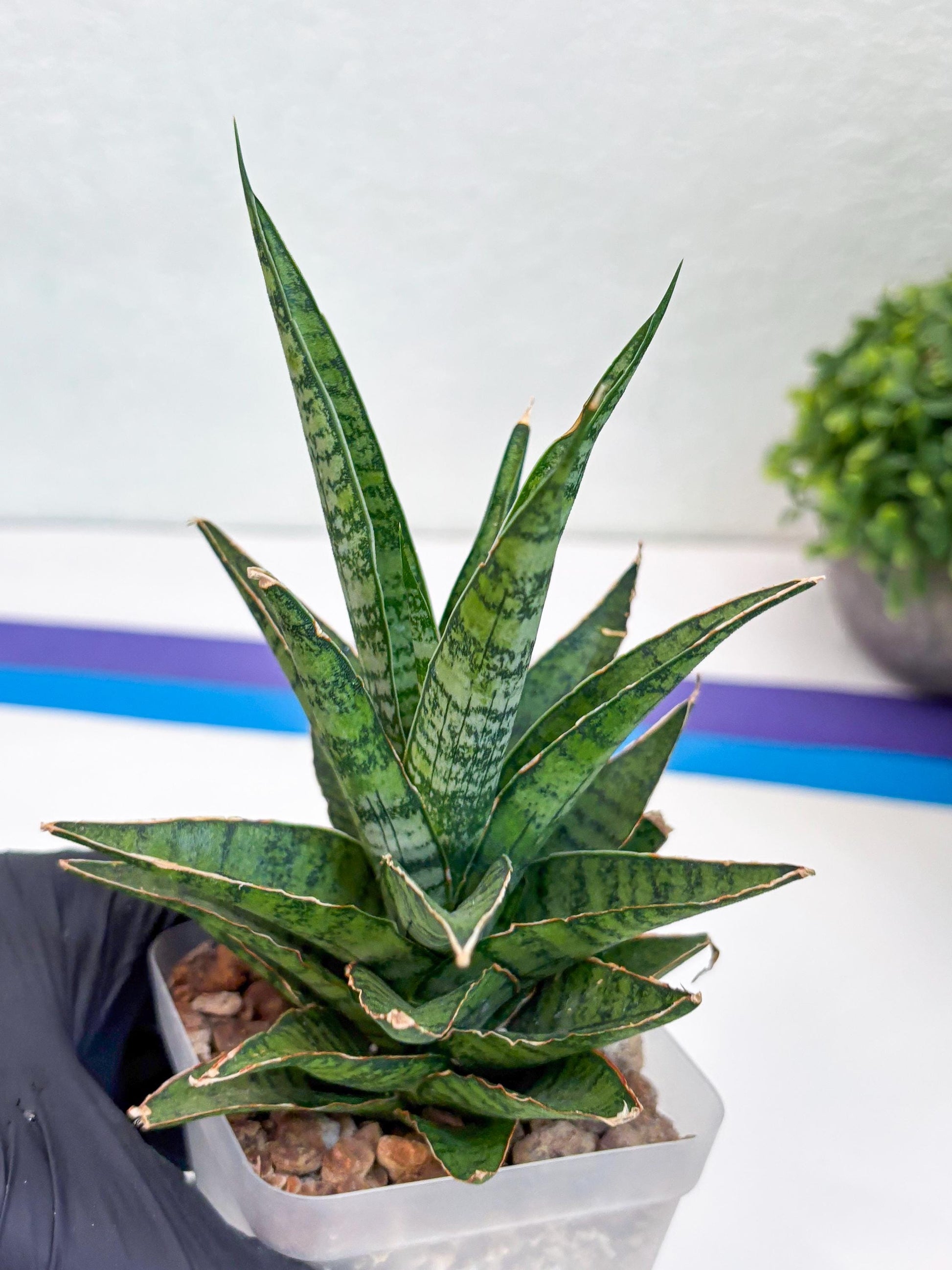 Sansevieria Sweet Celery (Ha31) (y) | Imported Plants