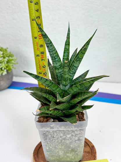 Sansevieria Sweet Celery (Ha31) (y) | Imported Plants