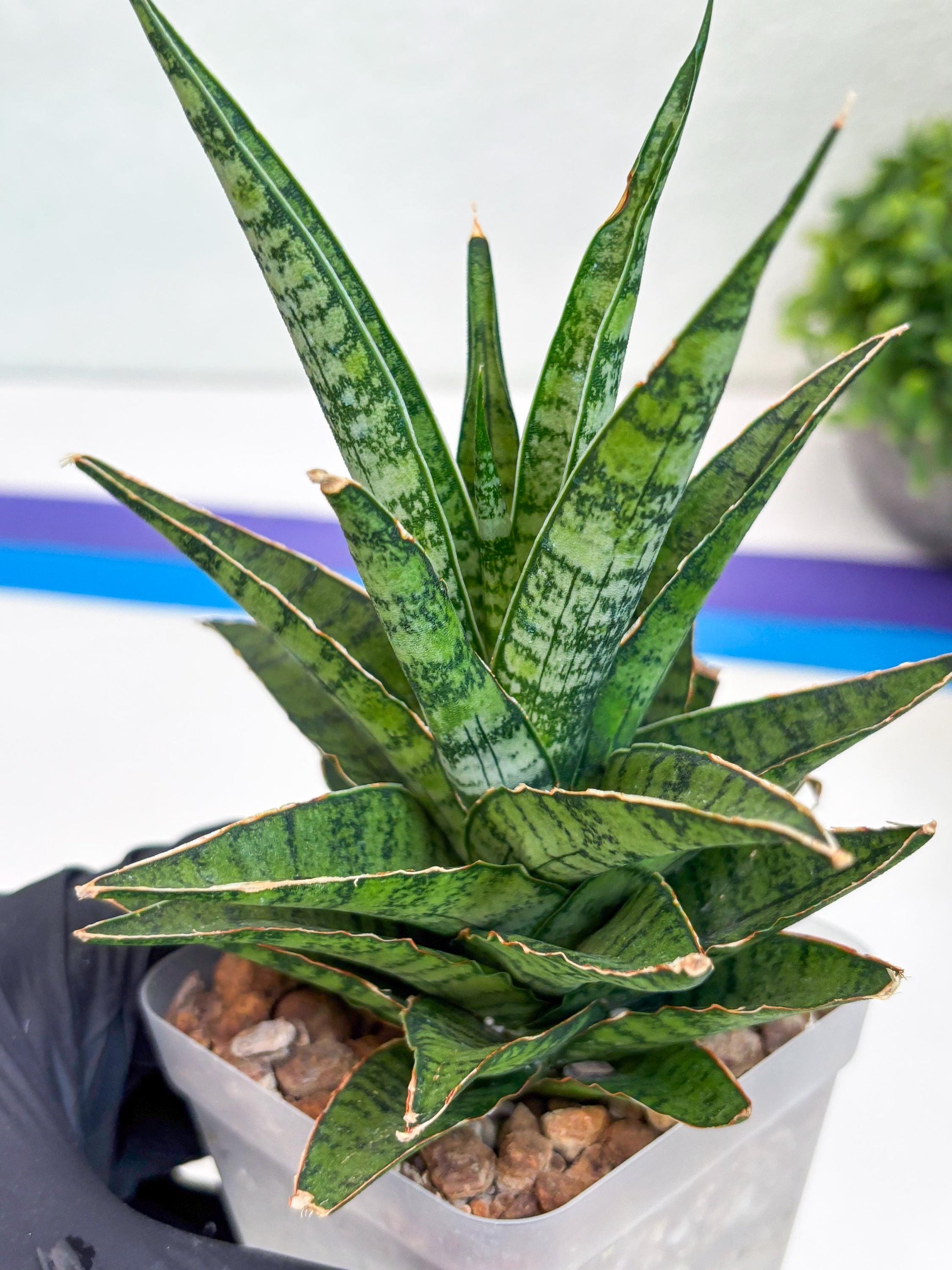 Sansevieria Sweet Celery (Ha31) (y) | Imported Plants