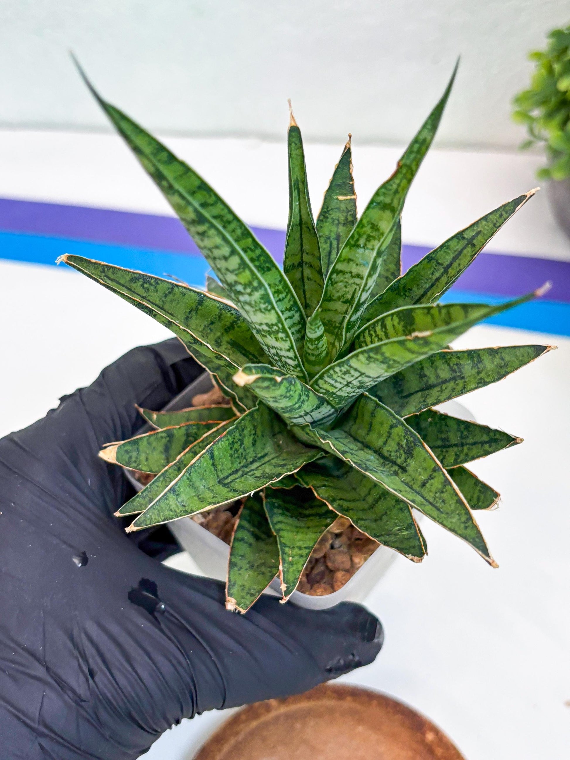 Sansevieria Sweet Celery (Ha31) (y) | Imported Plants