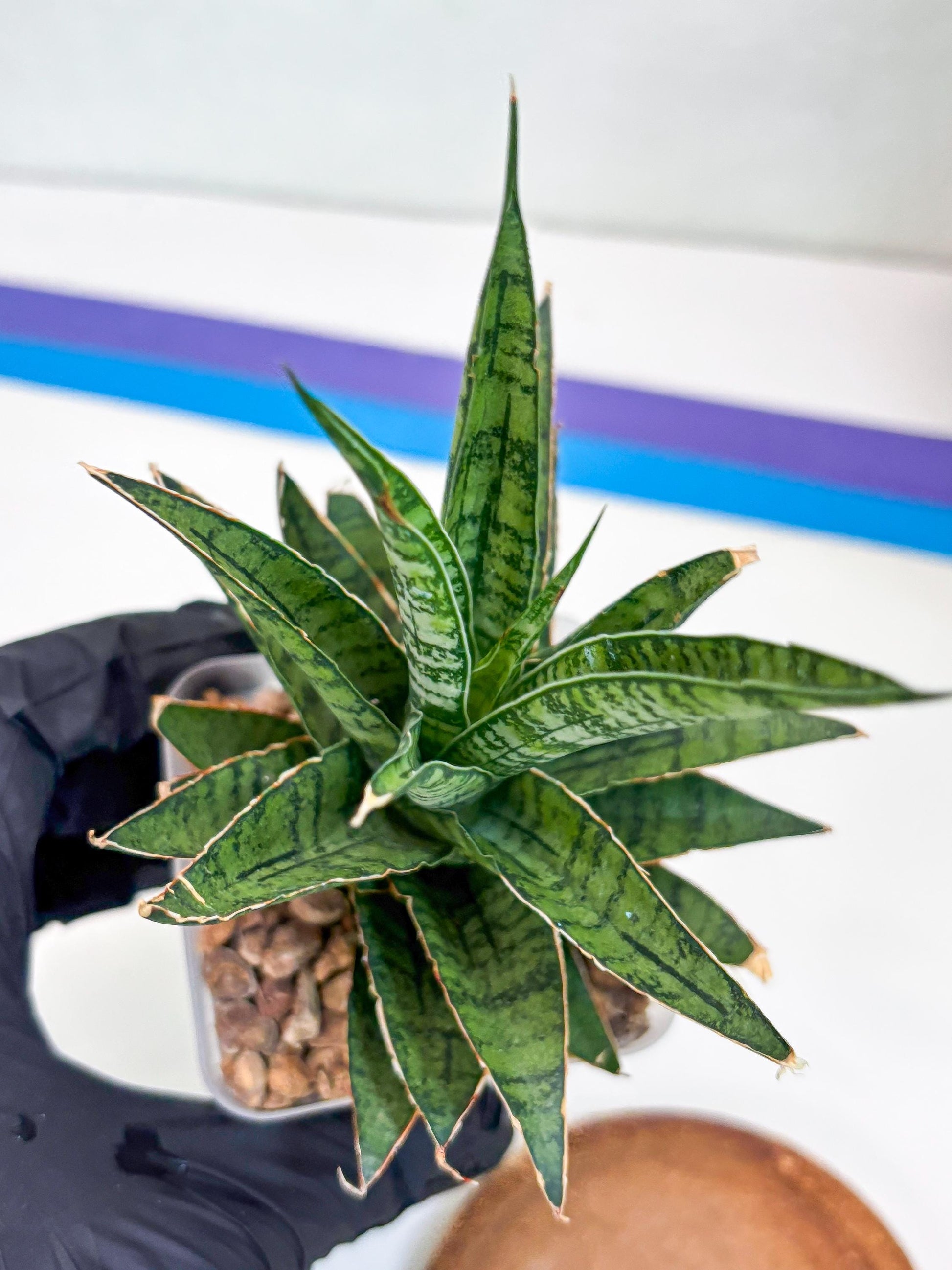 Sansevieria Sweet Celery (Ha31) (y) | Imported Plants