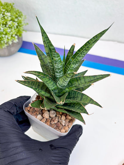 Sansevieria Sweet Celery (Ha31) (y) | Imported Plants