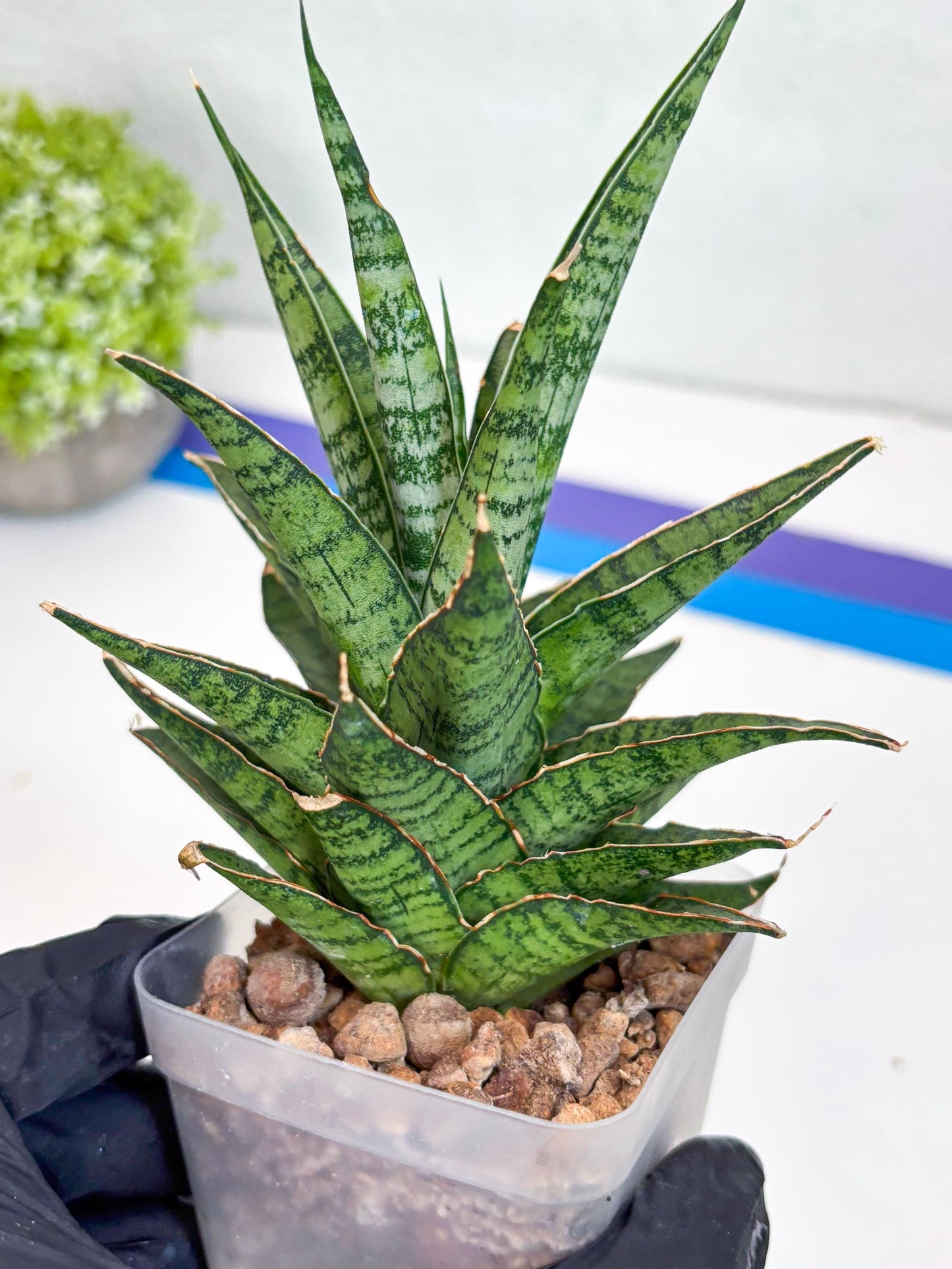 Sansevieria Sweet Celery (Ha31) (y) | Imported Plants