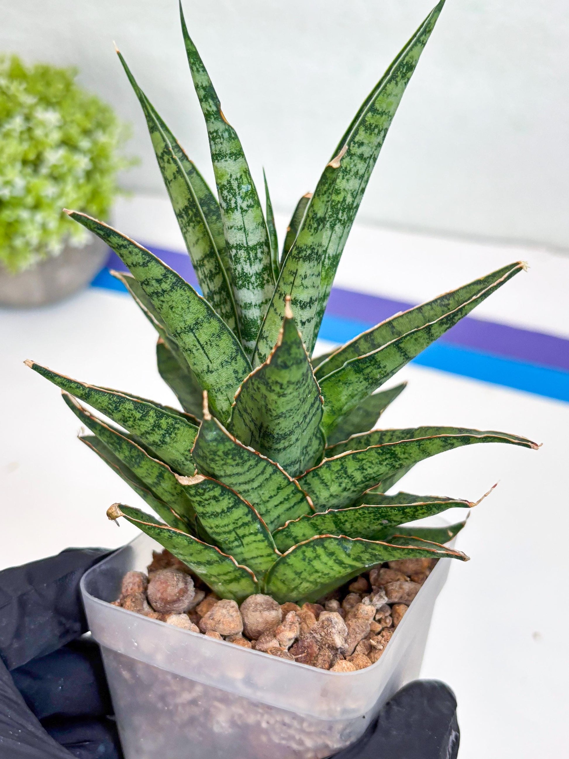 Sansevieria Sweet Celery (Ha31) (y) | Imported Plants