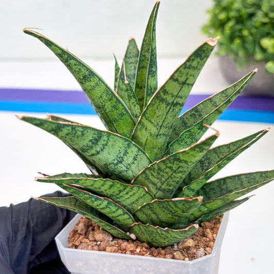 Sansevieria Sweet Celery (Ha31) (p) | Imported Plants