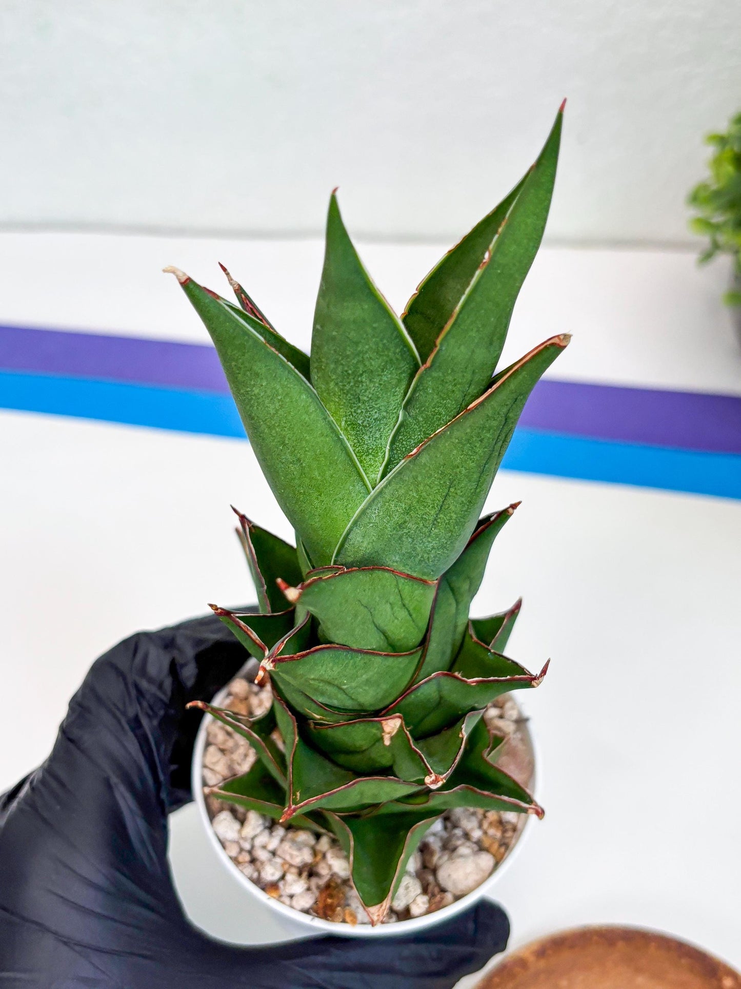 Sansevieria Armanu (#H33) | Imported Hybrid Snake Plants