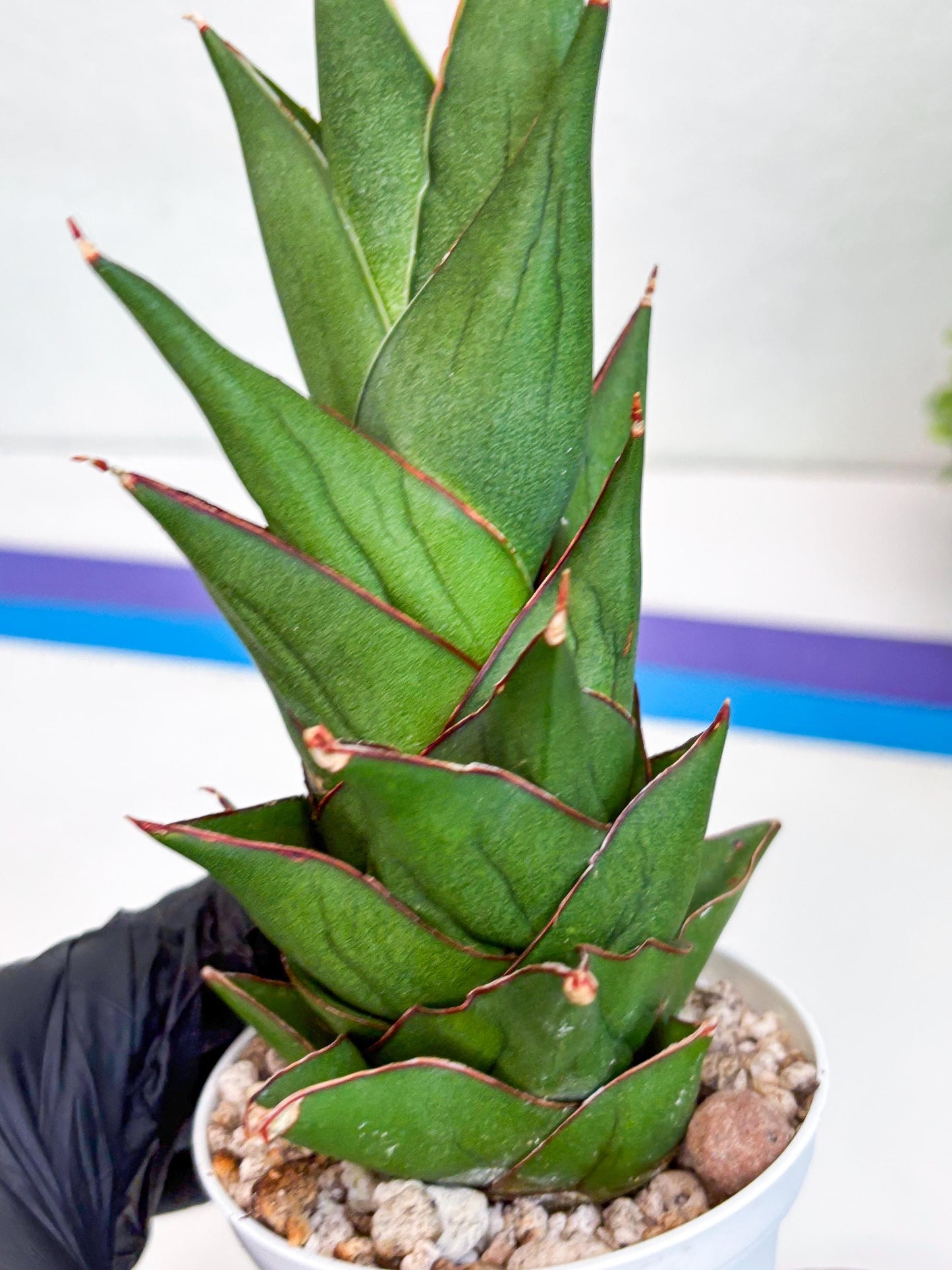 Sansevieria Armanu (#H33) | Imported Hybrid Snake Plants