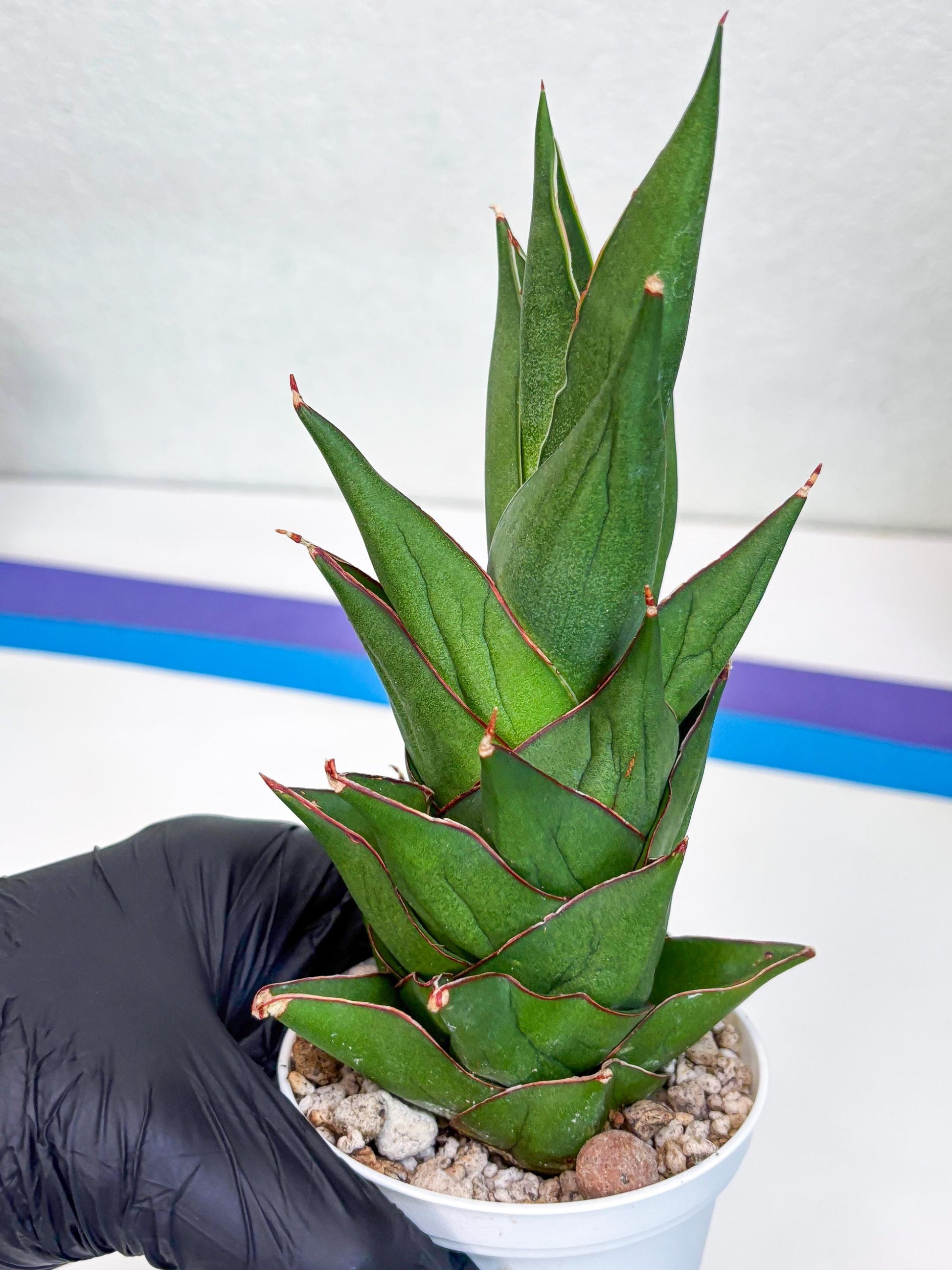 Sansevieria Armanu (#H33) | Imported Hybrid Snake Plants