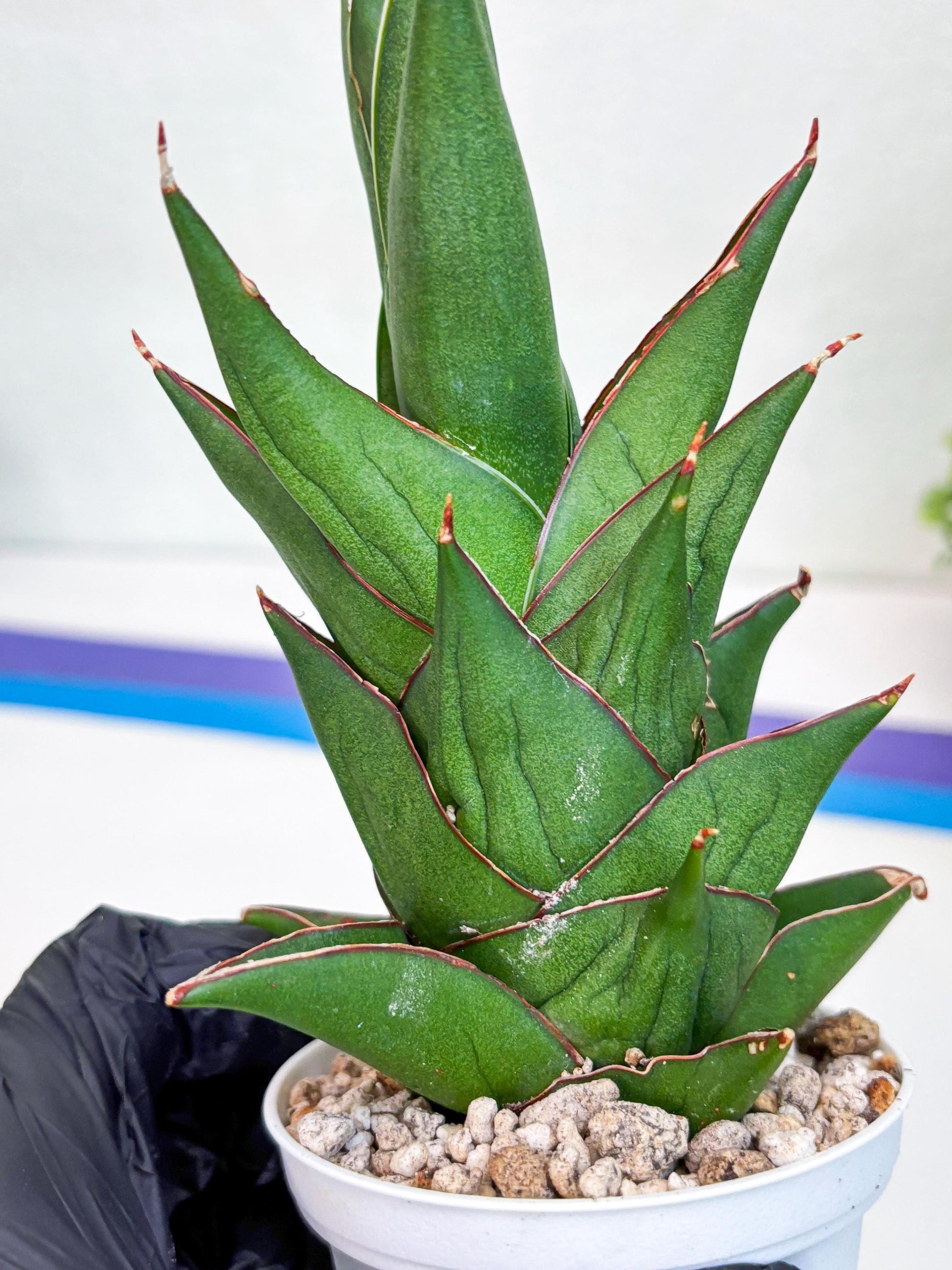 Sansevieria Armanu (#H33) | Imported Hybrid Snake Plants
