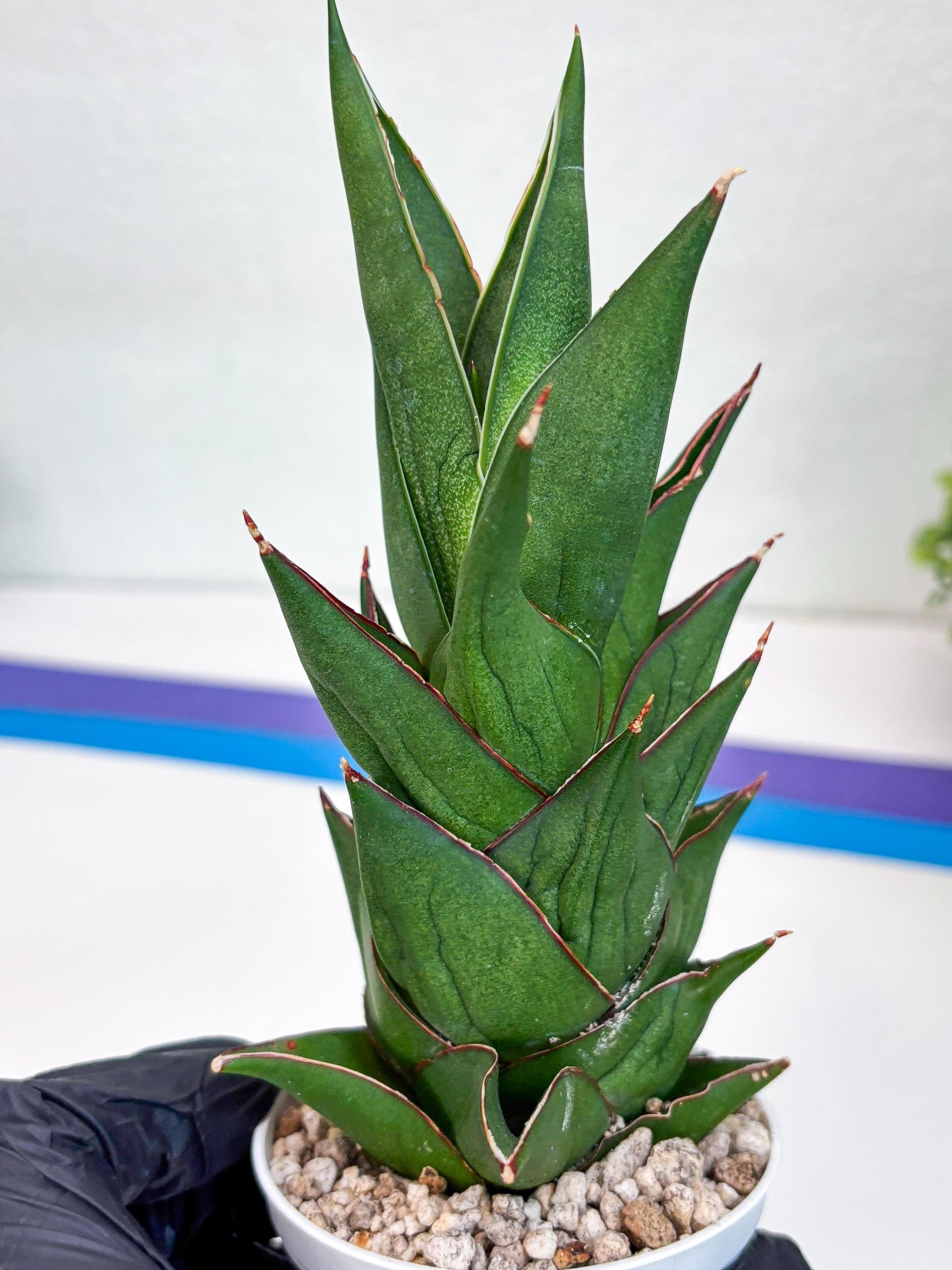 Sansevieria Armanu (#H33) | Imported Hybrid Snake Plants