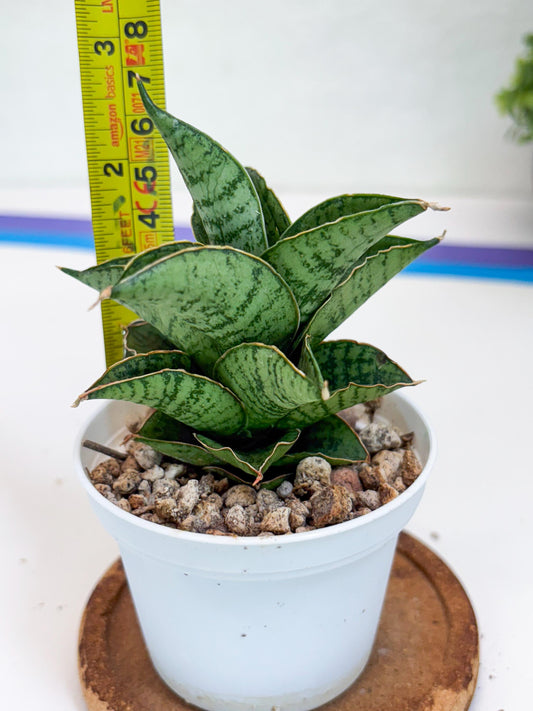 Sansevieria Bidadari (#H34) | Imported Hybrids