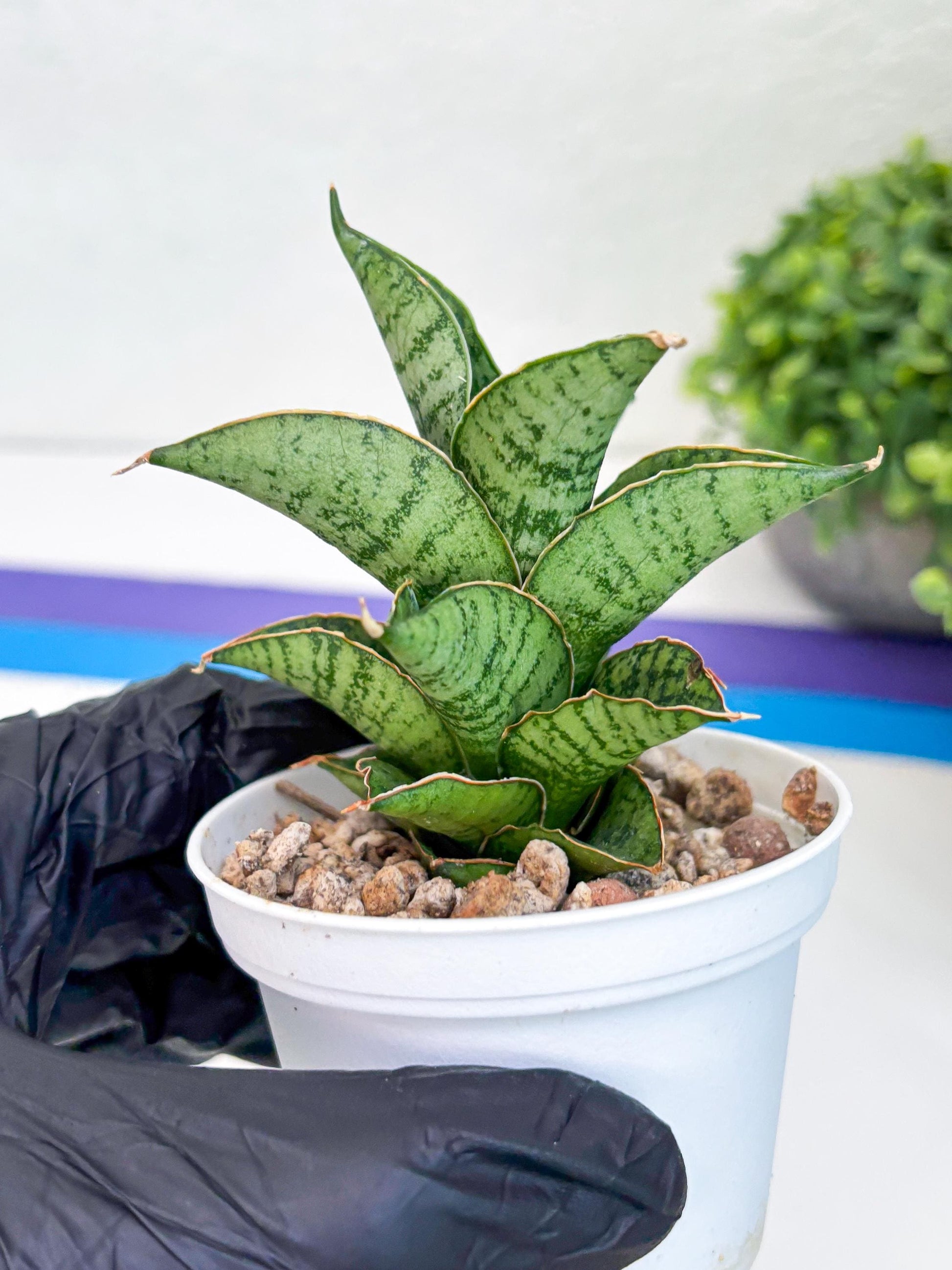 Sansevieria Bidadari (#H34) | Imported Hybrids